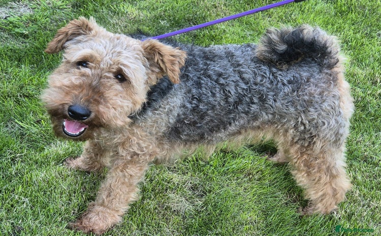 Welsh Terrier dogs - Advert 1