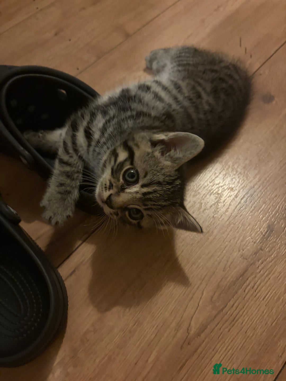 Mixed Breed cats for sale: 4 beautiful kittens  - Image 11