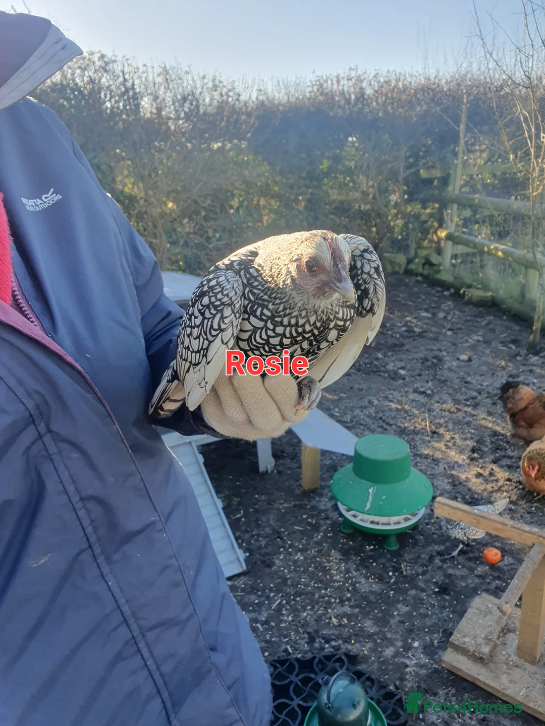 Chickens poultry for sale: Bantams & sebrights - Advert 2