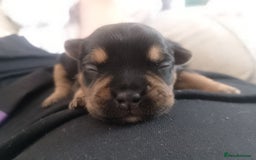 Mixed Breed dogs for sale: Pups for sale  - Image 6