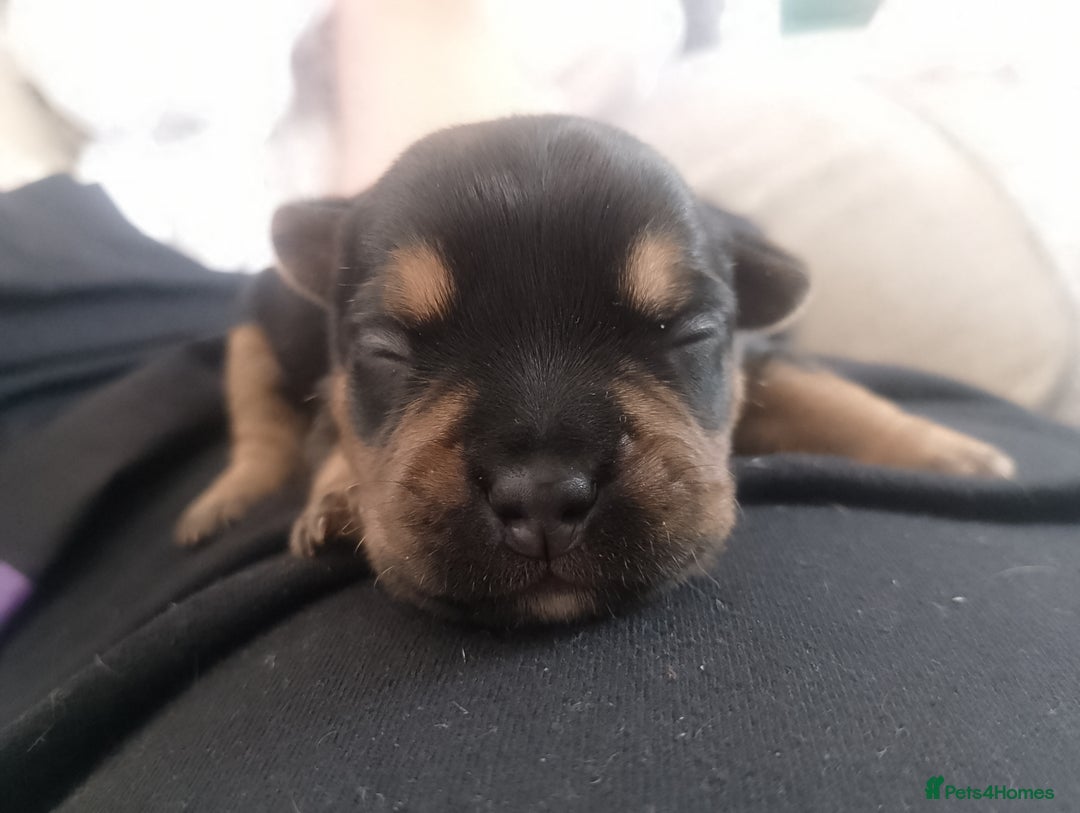 Mixed Breed dogs for sale: Pups for sale  - Image 6
