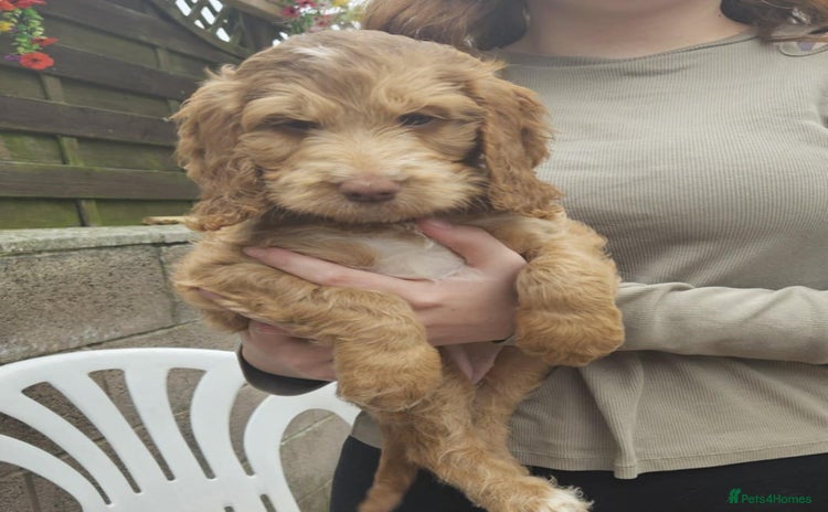 Cockapoo dogs - Advert 16