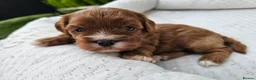 Cavapoo dogs for sale: Cavapoo puppies (toy)DNA CLEAR - Advert 7