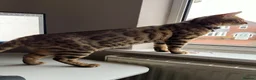 Bengal cats for sale: Bengal Cat For Sale - Advert 12