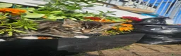 Mixed Breed cats for sale: Sweet little kittens in Sheerness - Advert 2