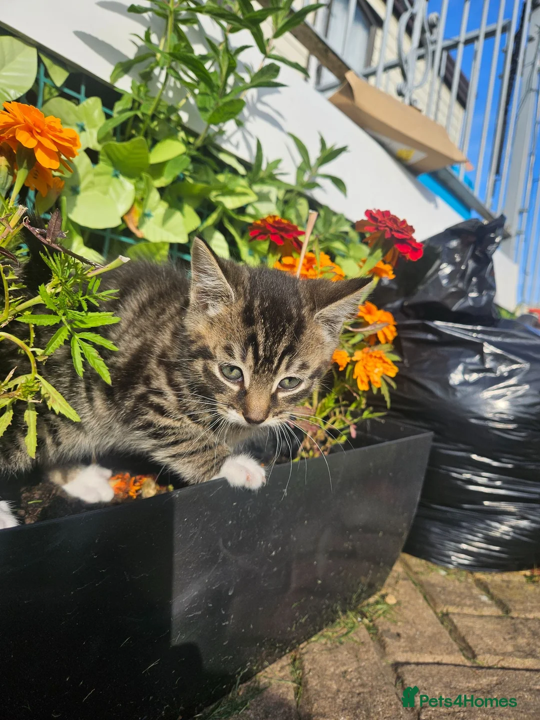 Mixed Breed cats for sale: Sweet little kittens in Sheerness - Advert 2