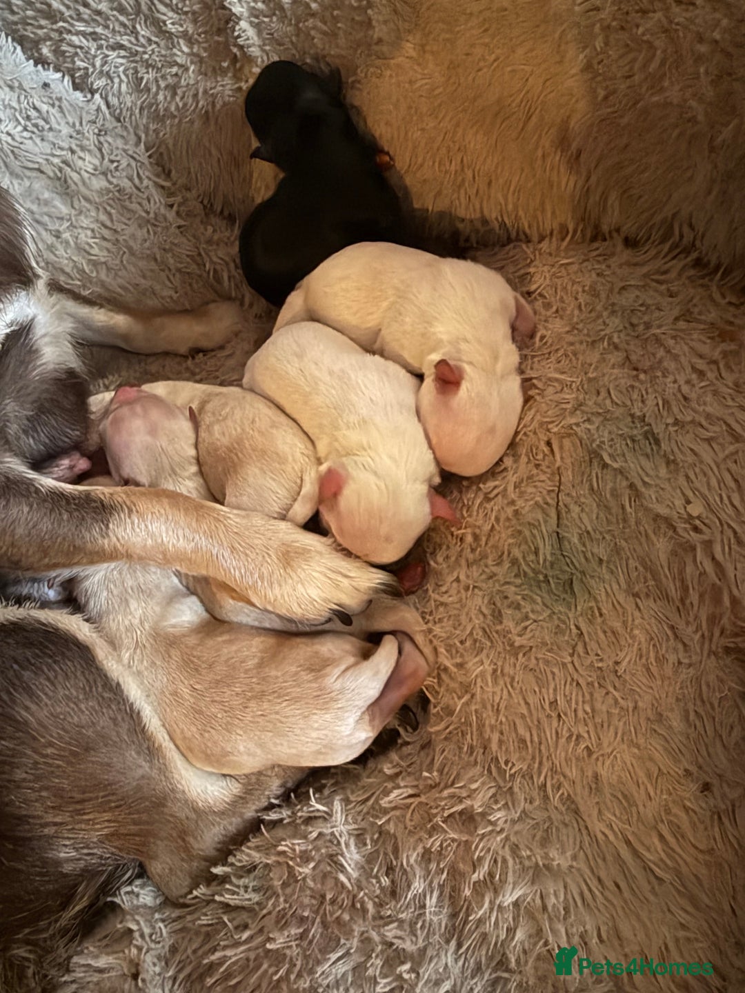 Chihuahua dogs for sale: Chihuahua puppies looking for good homes only - Advert 3