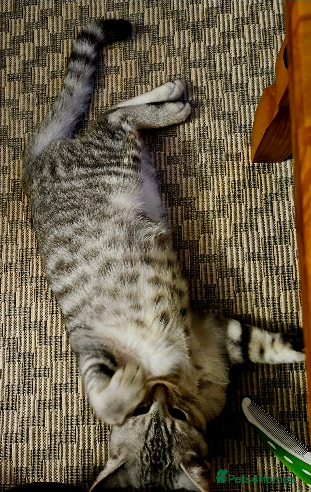 British Shorthair cats Silver Tabby  - Advert 6