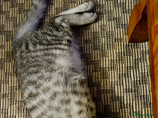 British Shorthair cats - Advert 2