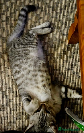 British Shorthair cats - Advert 5