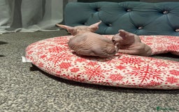Sphynx cats for sale: Sphynx kittens for sale  - Image 13