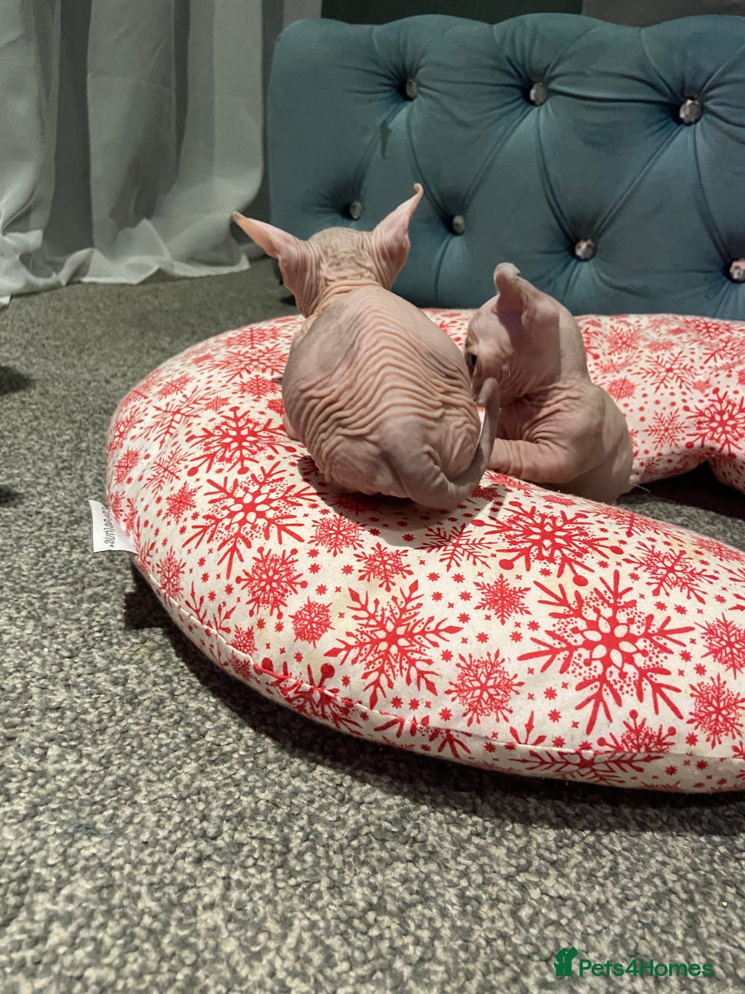 Sphynx cats for sale: Sphynx kittens for sale  - Image 13