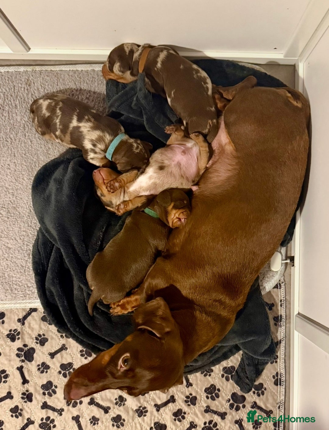 Miniature Dachshund dogs for sale: Chocolate & Dapple KC Miniature Dachshund Puppies - Advert 7