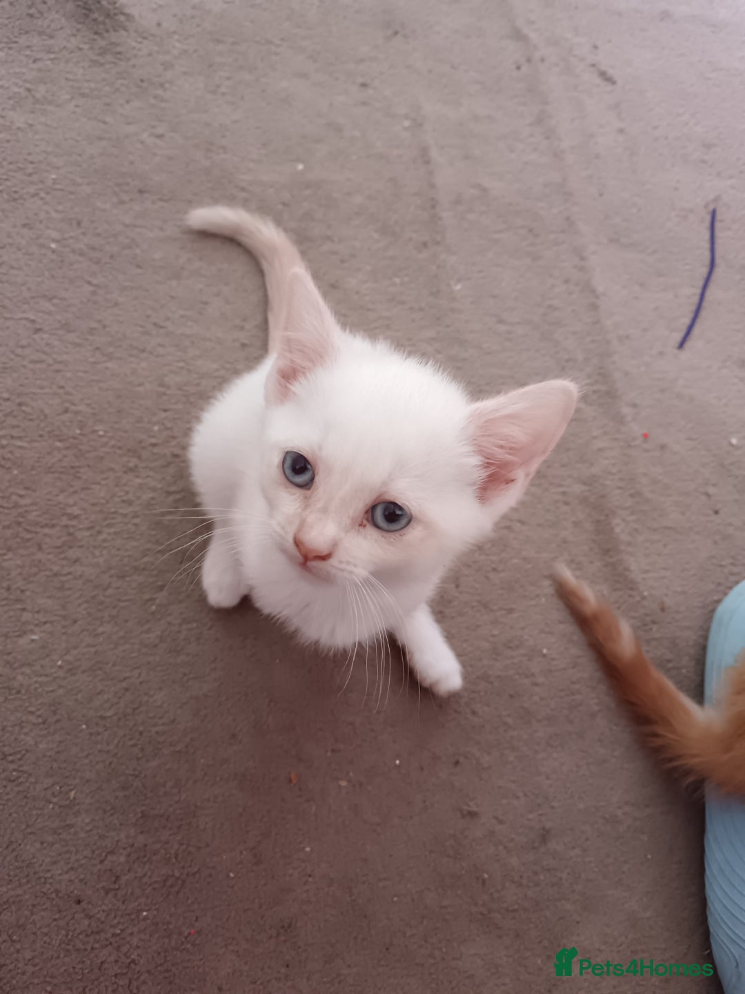 Domestic Shorthair cats for sale: 3 beautiful kittens - Image 10