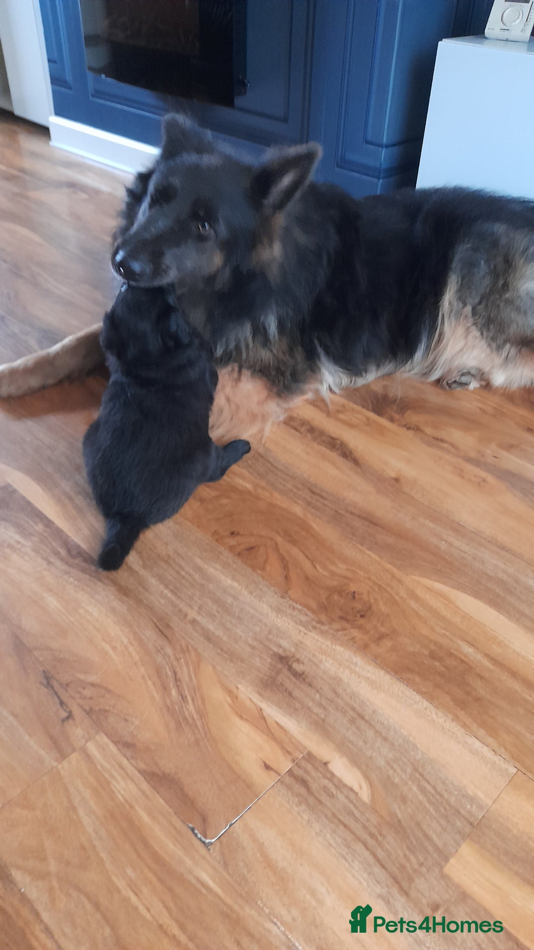 Mixed Breed dogs for sale: German Shepherd x collie - Image 15
