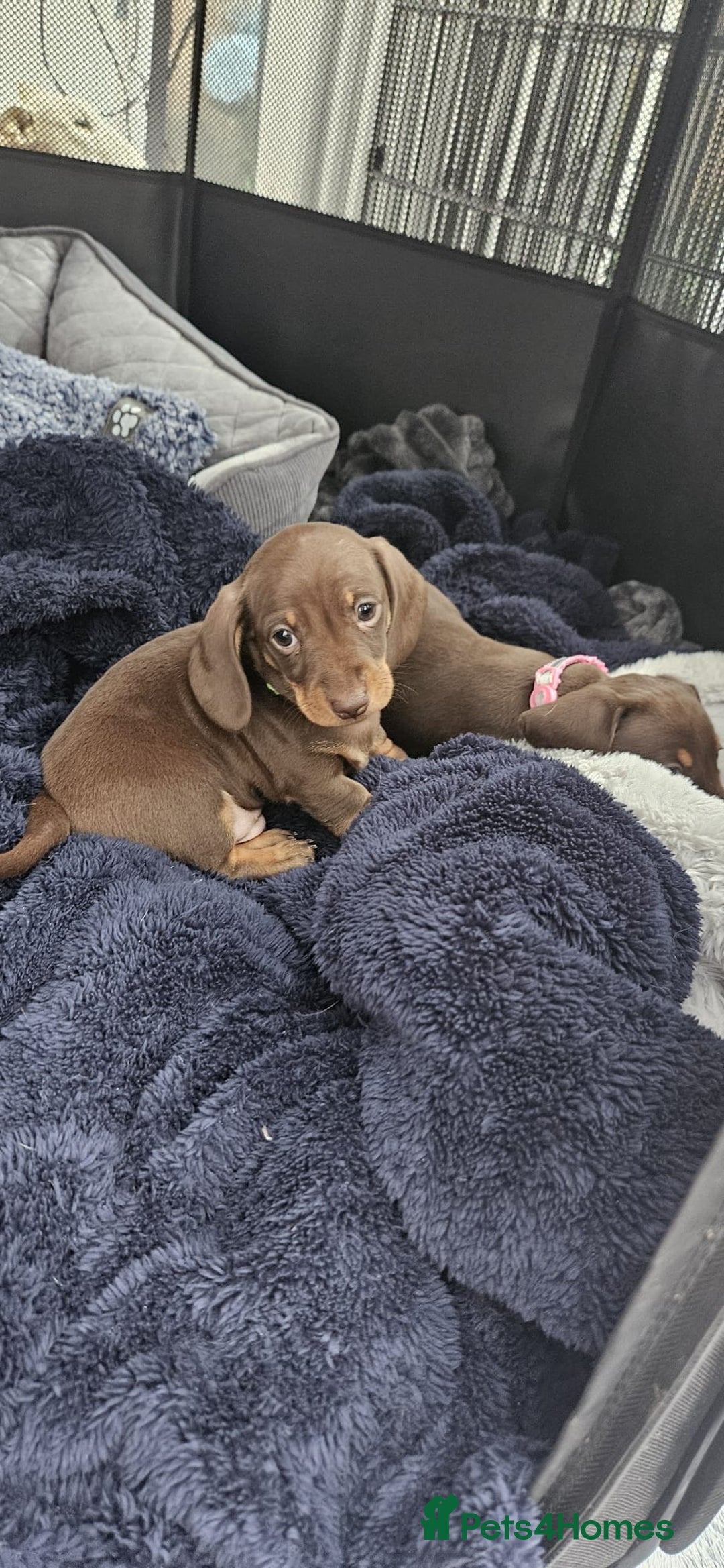 Dachshund dogs for sale: Chocolate and tan miniature dachshunds  - Advert 9