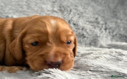 Cocker Spaniel dogs for sale: Gorgeous KC Working Cocker Spaniels- Health Tested - Image 15