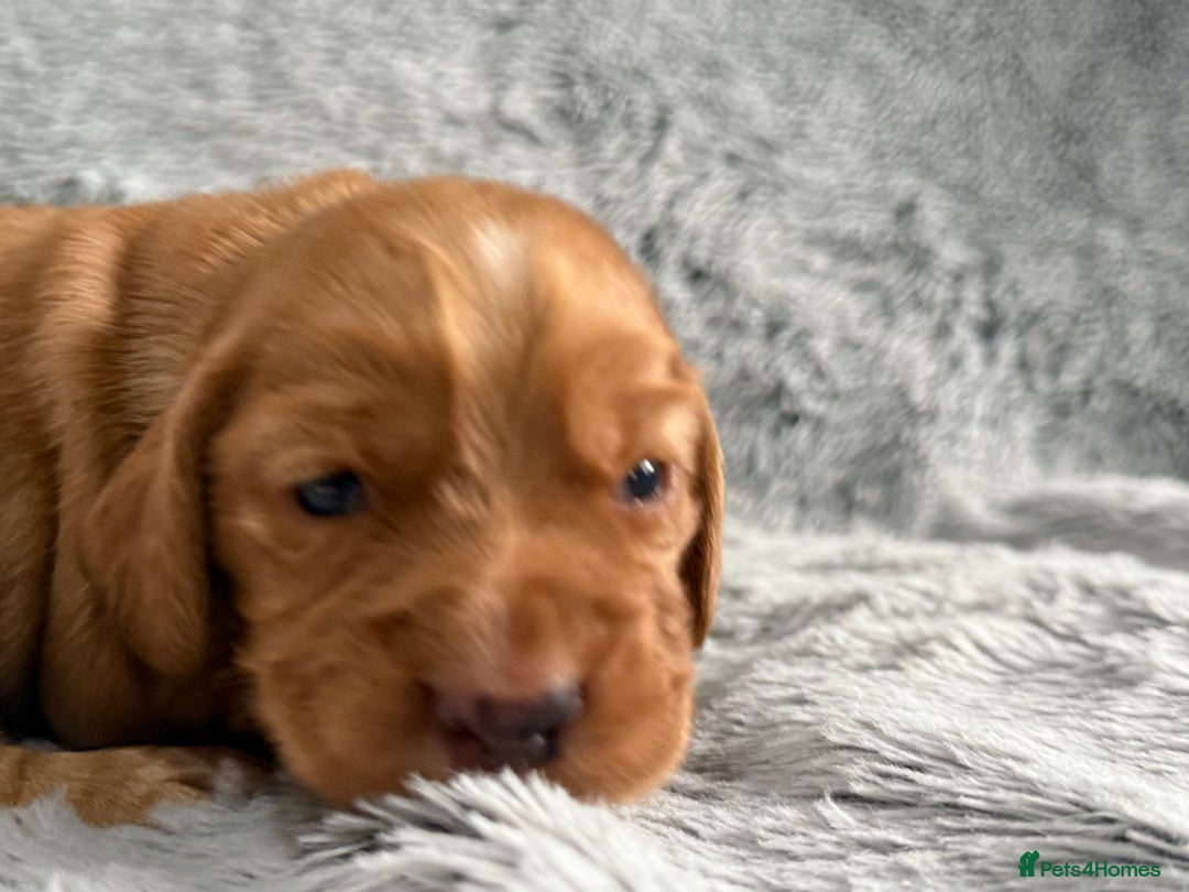 Cocker Spaniel dogs for sale: Gorgeous KC Working Cocker Spaniels- Health Tested - Image 15