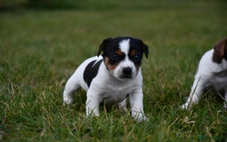 Jack Russell dogs for sale: Jack Russel puppies for sale  - Image 20