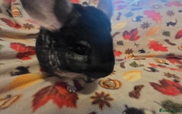 Chinchilla rodents for sale: Black pearl Carriers - Image 29