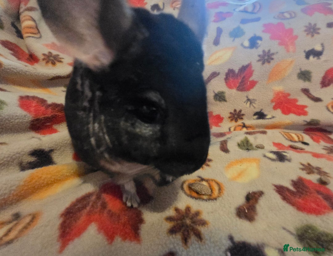 Chinchilla rodents for sale: Black pearl Carriers - Image 29