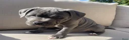Staffordshire Bull Terrier dogs for sale: Beautiful Staffordshire Bull Terrier puppies in Manchester - Advert 7
