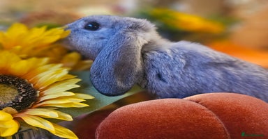 French Lop rabbits - Advert 12