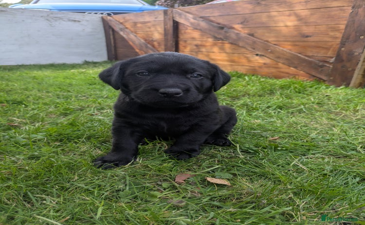 Labrador Retriever dogs - Advert 13