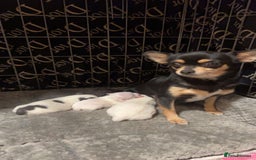 Chihuahua dogs for sale: lovely litter full breed chihuahua puppies - Advert 1