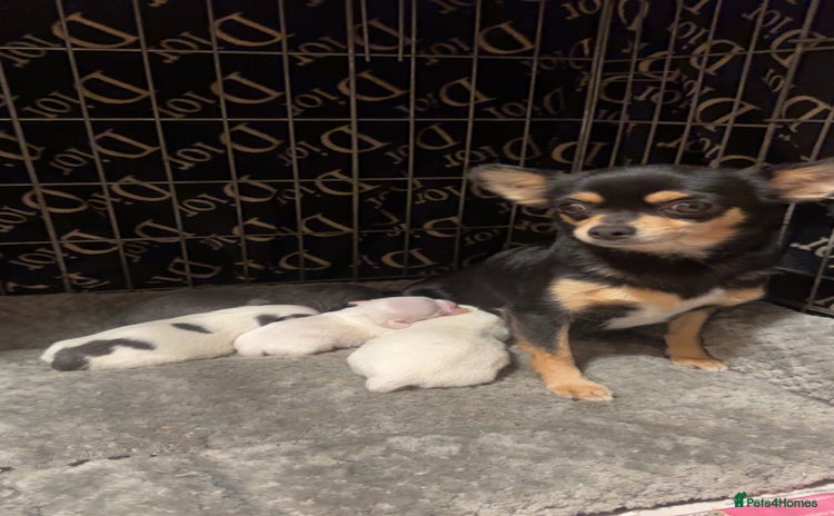 Chihuahua dogs lovely litter full breed chihuahua puppies - Advert 5