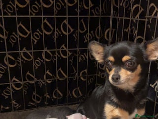 Chihuahua dogs lovely litter full breed chihuahua puppies - Advert 1