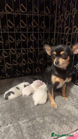 Chihuahua dogs lovely litter full breed chihuahua puppies - Advert 2