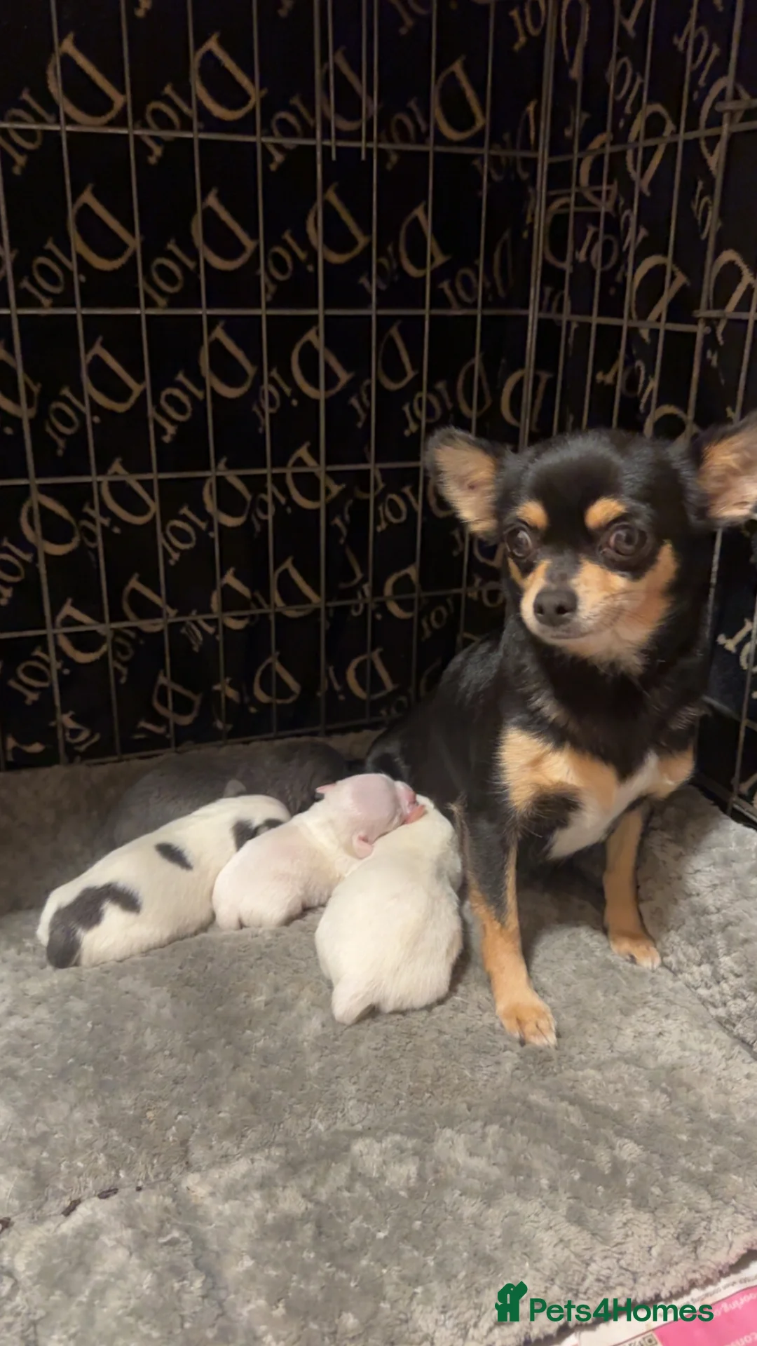 Chihuahua dogs for sale:   ** mall tiny chihuahua puppy READY TO LEAVE - Advert 2