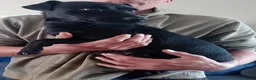 Patterdale Terrier dogs for sale: Patterdale pup - Advert 2