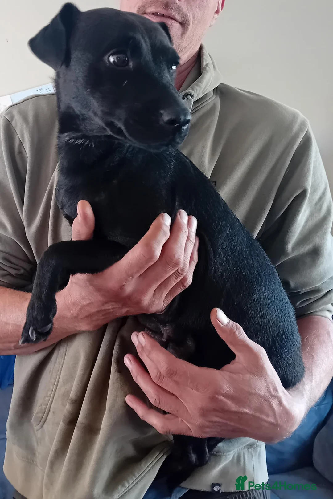 Patterdale Terrier dogs for sale: Patterdale pup - Advert 2