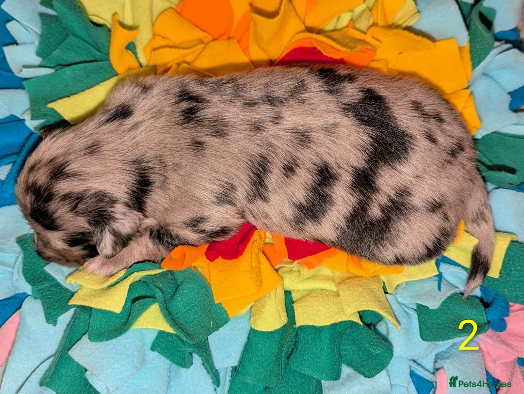 Mixed Breed dogs for sale: Unique Litter Miniature Dachshund & "Dameranian" - Advert 2