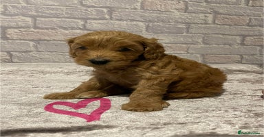 Labradoodle dogs - Advert 6