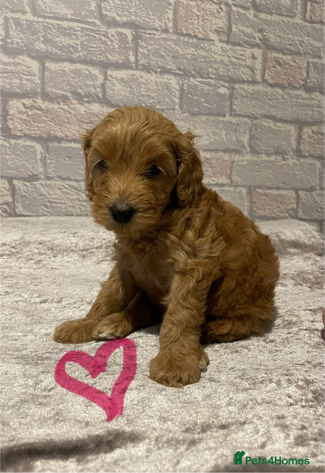 Labradoodle dogs for sale: Beautiful Miniature labradoodles  - Image 2