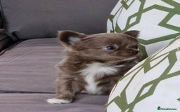 Chihuahua dogs for sale: Long Haired Russian Chihuahuas - Image 1
