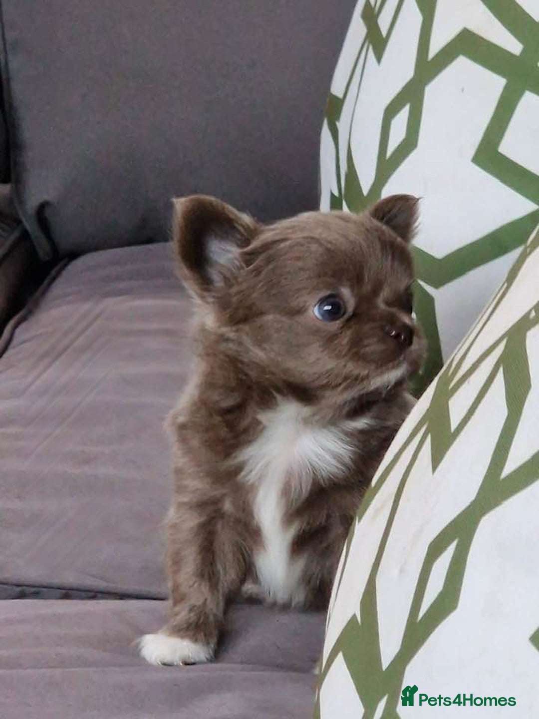 Chihuahua dogs for sale: Long Haired Russian Chihuahuas - Image 1