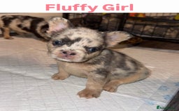 French Bulldog dogs for sale: French Bulldog puppies - Advert 2