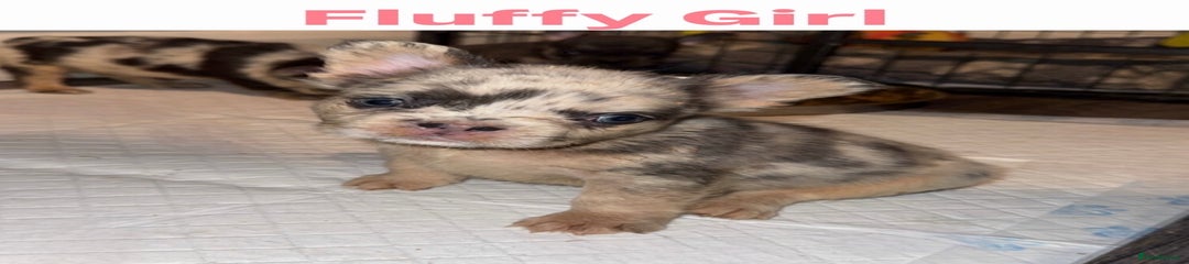 Fluffy Girl