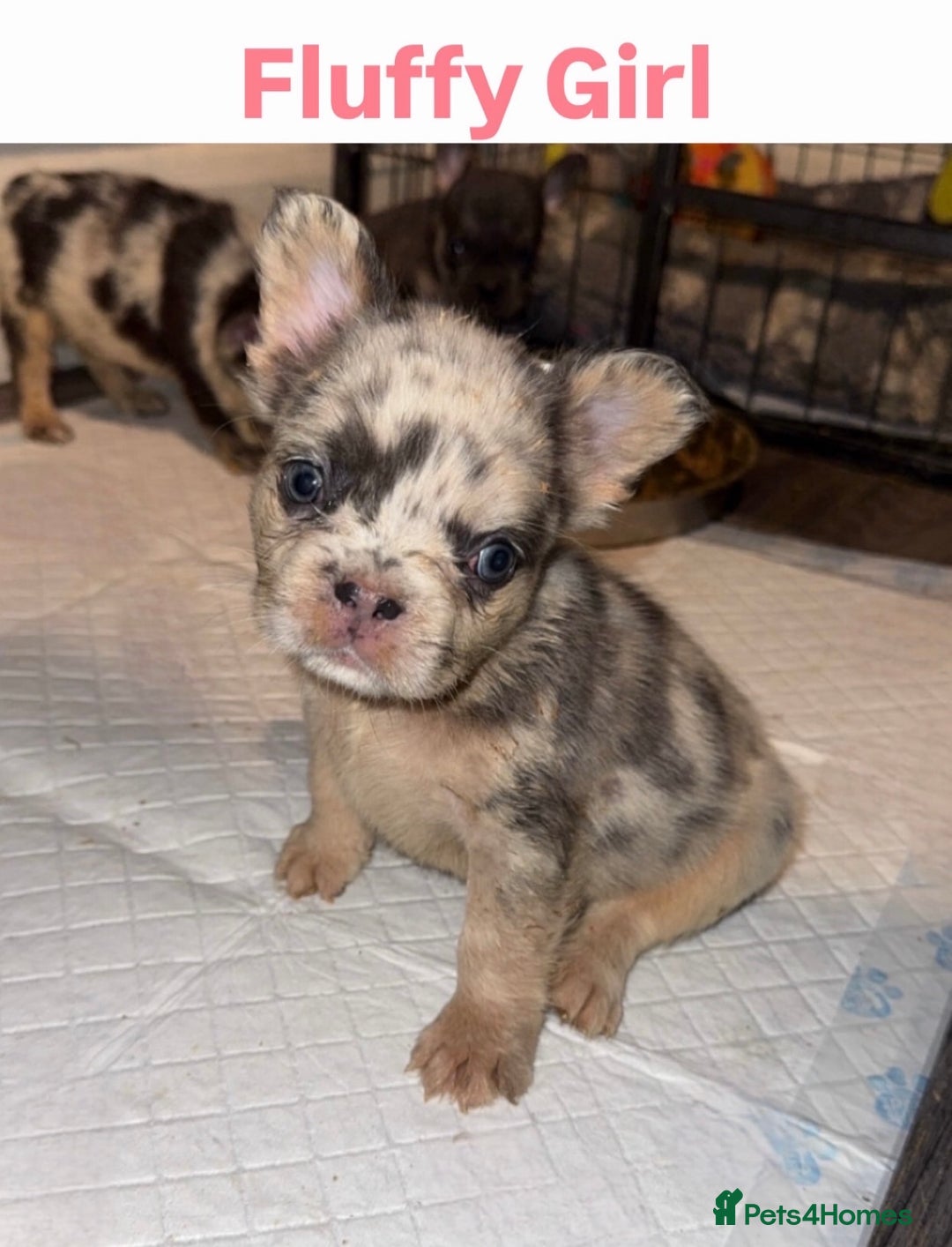 French Bulldog dogs for sale: French Bulldog puppies - Advert 2