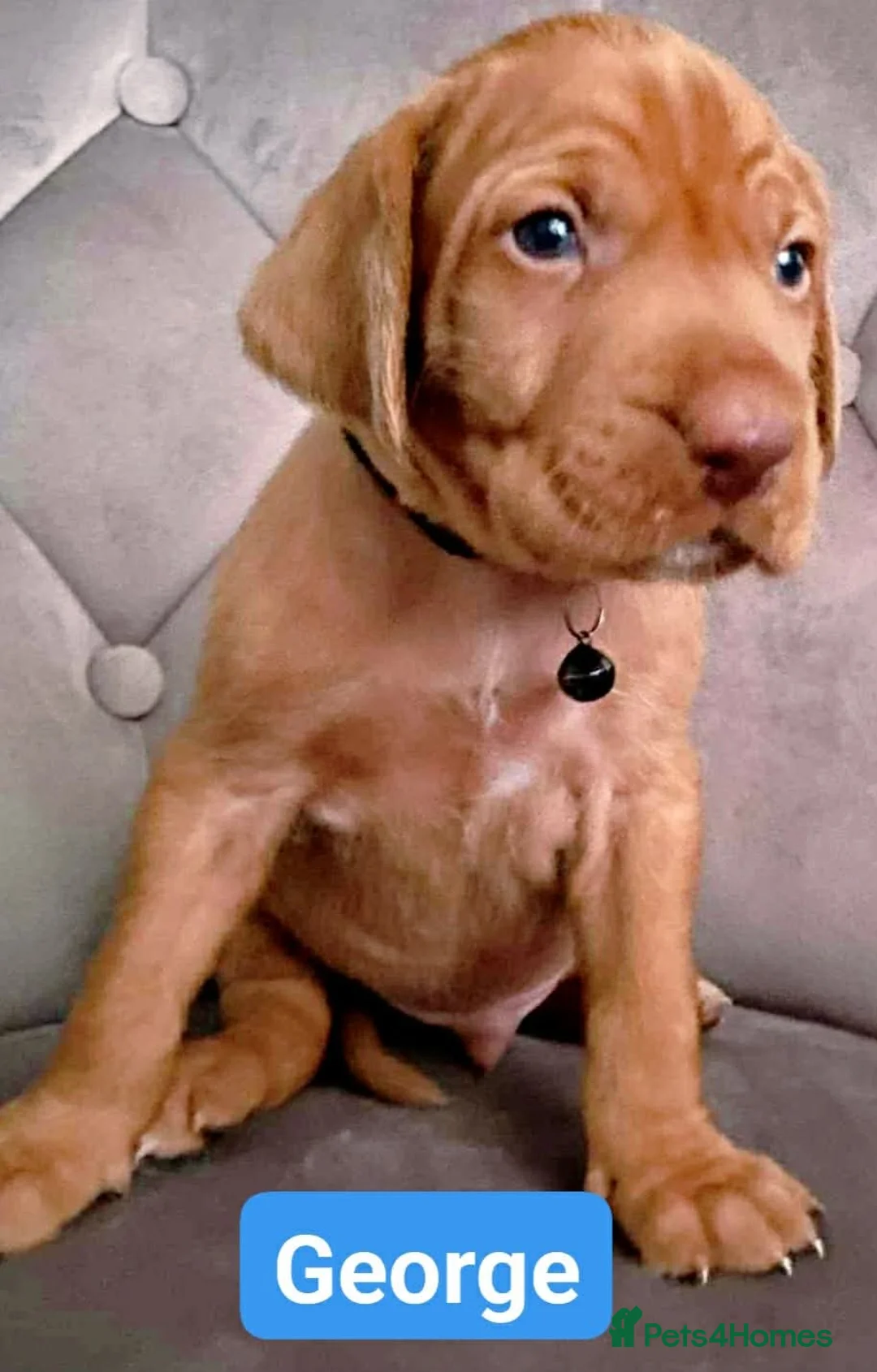 Hungarian Vizsla dogs for sale: Extra Ordinary Beautiful Hungarian Vizsla - Advert 5