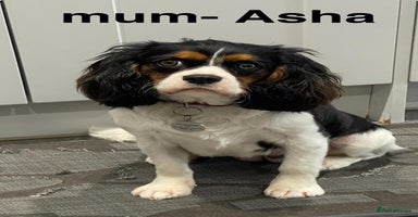 Cavapoo dogs - Advert 13