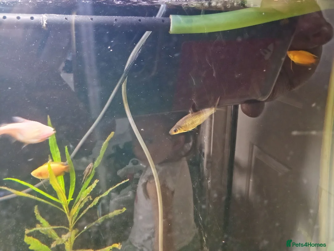 Danios fish for sale: Various tropical fish  in Wirral - Advert 2