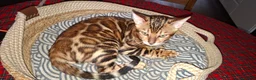 Bengal cats for sale: Stunning Bengal Kittens  - Advert 1