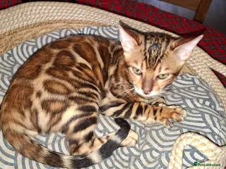 Bengal cats Stunning Bengal Kittens - Advert 3
