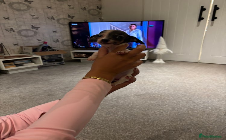 Chiweenie dogs CHIWEENIES, MICROCHIPPED,VACCINATED,HEALTHCHECKED! - Advert 2