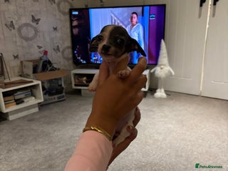 Chiweenie dogs Three left, MICROCHIPPED,VACCINATED,HEALTHCHECKED! - Advert 13